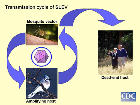SLEV transmission
