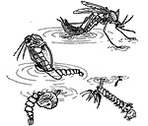 Mosquito life cycle