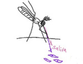 Mosquito bite drawing