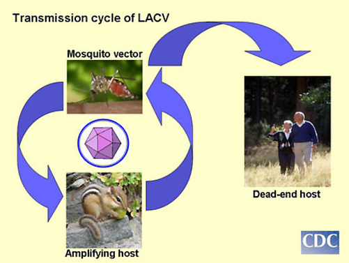 LACV transmission