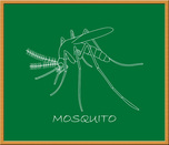 Chalkboard mosquito