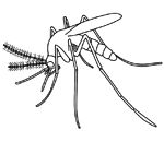 Mosquito outline